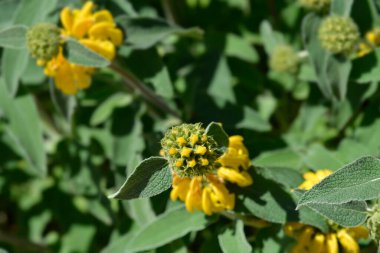 Kudüs adaçayı sarı çiçek tomurcukları - Latince adı - Phlomis fruticosa