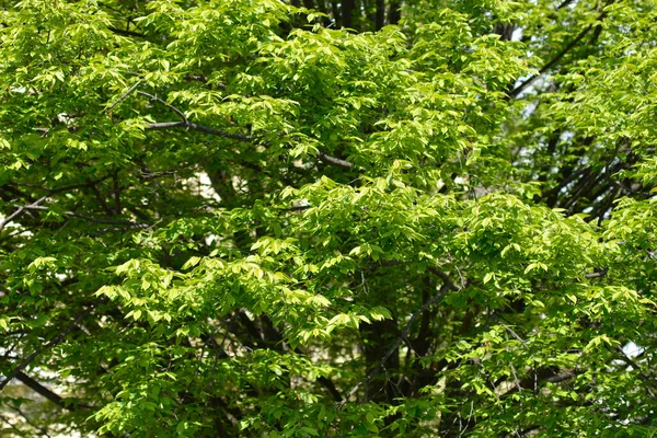 Árbol Del Carpe Pirámide Nombre Latino Carpinus Betulus Fastiegata — Foto de Stock