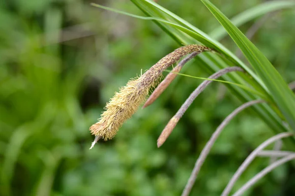Kwiat Wiszącego Osadu Nazwa Łacińska Carex Pendula — Zdjęcie stockowe