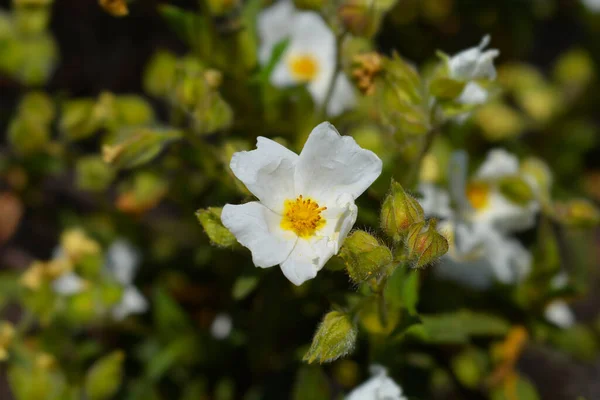 Narrow Leaved Cistus Flower Latin Name Cistus Monspeliensis — Stock Photo, Image