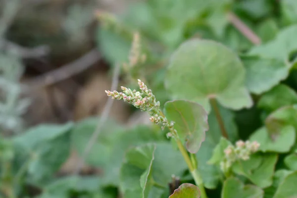 Tarcza Dok Kwiat Pąki Łacińska Nazwa Rumex Scutatus — Zdjęcie stockowe