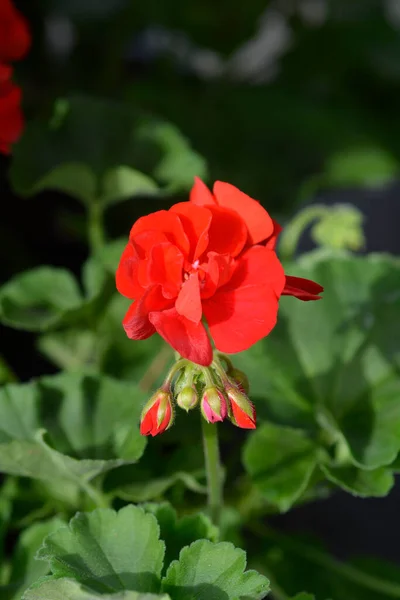 赤い馬の靴のペラルゴニウムの花 ラテン語名 Pelargonium Zonale — ストック写真