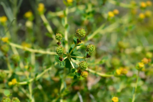 Spiny Spurge Latin Name Euphorbia Spinosa — Stock Photo, Image