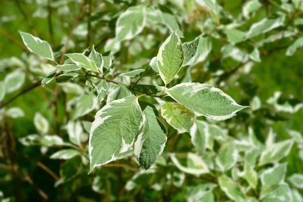 Silver Gold Red Osier Dogwood Leaves Latin Name Cornus Sericea — Stock Photo, Image