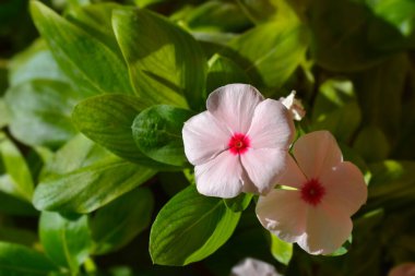 Madagaskar pembe menekşe çiçekleri - Latince adı - Catharanthus roseus (Vinca rosea)