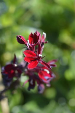 Fan Scarlet Lobelia çiçeği - Latince adı Lobelia x speciosa Fan Scarlet