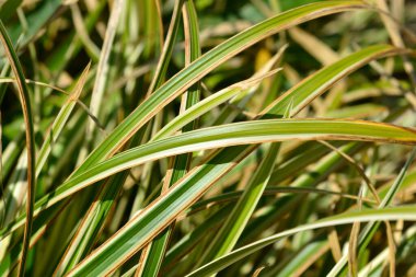 Japon Sedge Variegata Latince adıyla Carex morrowii Variegata 'dan ayrılıyor