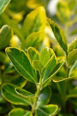 Japonlar Aureus Latince adı Euonymus japonicus Aureus 'u terk eder.
