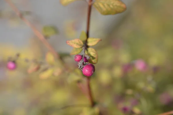Coralberry Branch Berries Latin Name Symphoricarpos Orbiculatus — Stockfoto