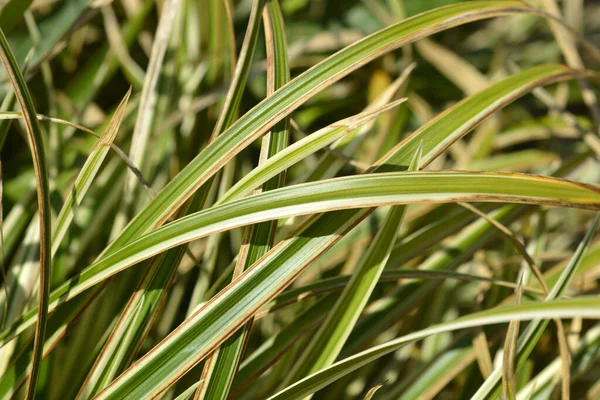 Ιαπωνικά Φύλλα Sedge Variegata Λατινική Ονομασία Carex Morrowii Variegata — Φωτογραφία Αρχείου