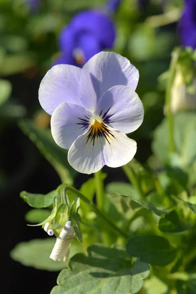 Flori Violete Coarne Nume Latin Viola Cornuta — Fotografie, imagine de stoc