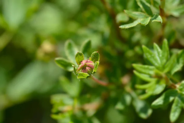 Shrubby Cinquefoil Bellissima Flower Bud Latin Name Potentilla Fruticosa Bellissima — Stock Photo, Image