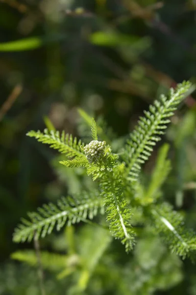 Μπουμπούκια Ανθέων Yarrow Λατινική Ονομασία Achillea Millefolium — Φωτογραφία Αρχείου