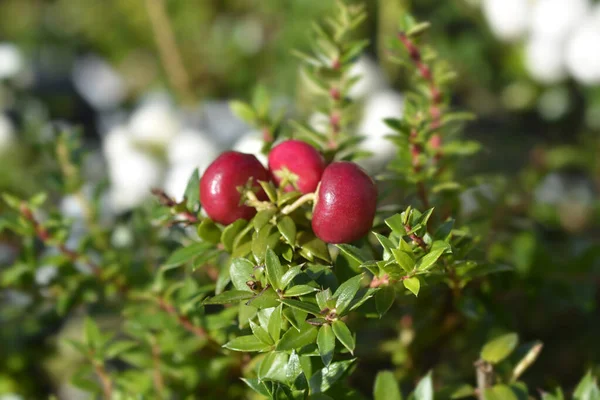 Prickly Heath Pink Berries Latin Name Gaultheria Mucronata Pernettya Mucronata — Stock Photo, Image