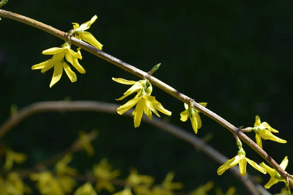 Síró Forsythia Sárga Virágok Latin Név Forsythia Susensa — Stock Fotó