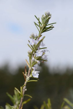Biberiye çiçekleri - Latince adı - Rosmarinus officinalis