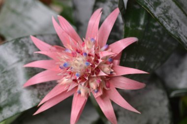 Latince adı Aechmea fasciata.