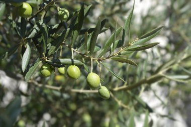 Yeşil meyveli yaygın zeytin dalları - Latince adı - Olea europaea