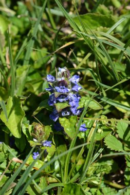 Sıradan borazan çiçekleri - Latince adı - Ajuga sürüngenleri