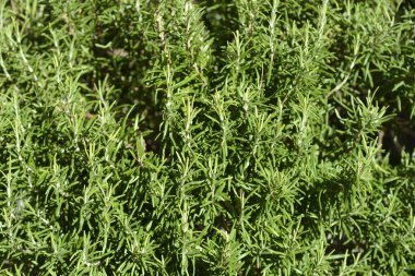 Rosemary yaprakları - Latince adı - Rosmarinus officinalis