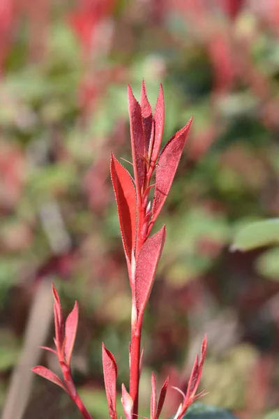 Fotinia Robusta Compacta Bladeren Latijnse Naam Photinia Fraseri Robusta Compacta — Stockfoto