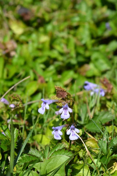 Kwiaty Bluszczu Ziemnego Nazwa Łacińska Glechoma Hederacea — Zdjęcie stockowe