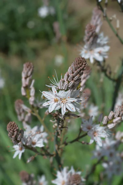 Nyári Asphodel Virágok Latin Név Asphodelus Aestivus — Stock Fotó