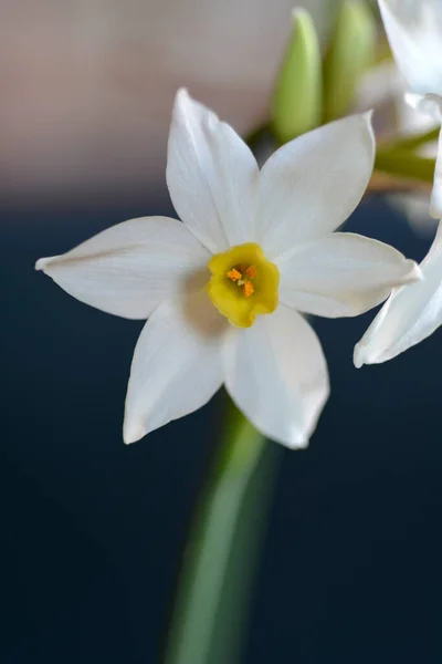 Flores Narcisas Con Flores Racimo Nombre Latino Narcissus Tazetta — Foto de Stock
