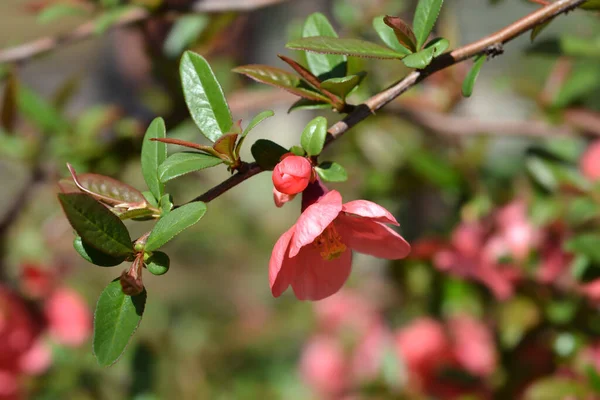 Japanese Flowering Quince Латинское Название Chaenomeles Japonica — стоковое фото