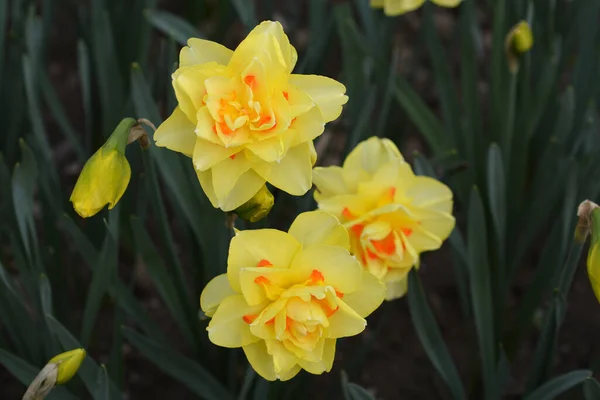 Flores Duplas Daffodil Tahiti Nome Latino Narcissus Tahiti — Fotografia de Stock