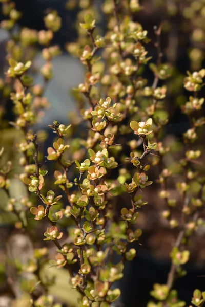 Японский Барбарис Maria Латинское Название Berberis Thunbergii Maria — стоковое фото