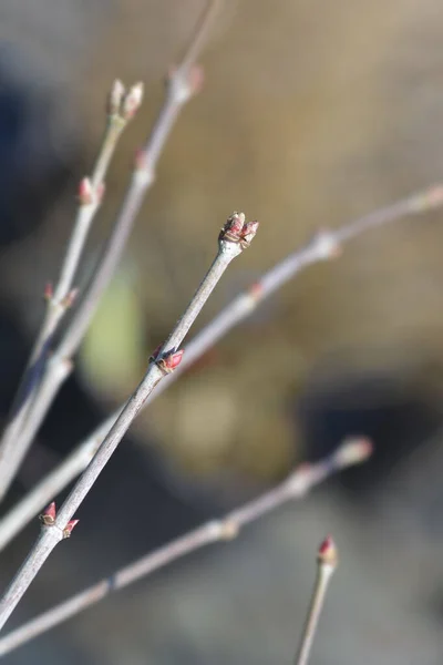 Yaprak Tomurcukları Latince Adı Acer Palmatum Dissectum Palmatifidum Ile Japon — Stok fotoğraf