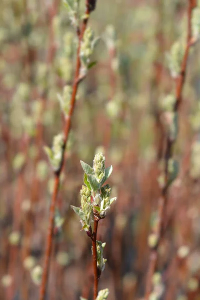 Alder Leaved Serviceberry Obelisk Flower Buds Latin Name Amelanchier Alnifolia — Stock Photo, Image