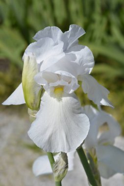 Uzun sakallı süsen çiçekleri - Latince adı - Iris barbata elatior Tranquility