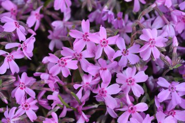 Sürünen Phlox çiçekleri - Latince adı - Phlox subulata