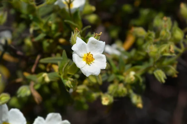 Kwiat Torbieli Wąskolistnej Nazwa Łacińska Cistus Monspeliensis — Zdjęcie stockowe