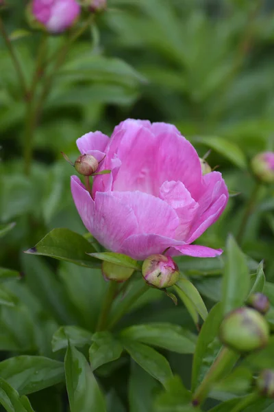 Ροζ Αρωματική Παιωνία Λατινική Ονομασία Paeonia Χρώματαπαιώνιες — Φωτογραφία Αρχείου