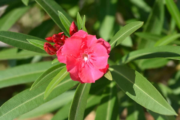 Yhteinen Oleanteri Vaaleanpunaisia Kukkia Latinankielinen Nimi Nerium Oleander — kuvapankkivalokuva