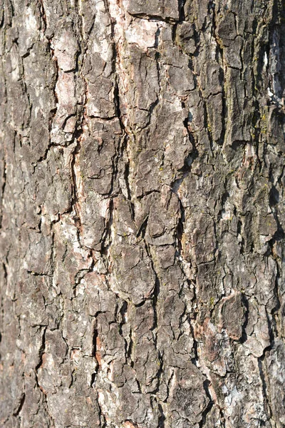 European Black Alder Bark Details Latin Name Alnus Glutinosa — стокове фото