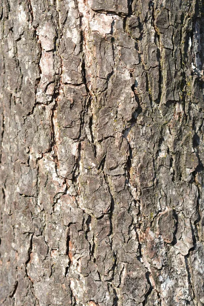 Evropská Černá Olše Detail Kůry Latinský Název Alnus Glutinosa — Stock fotografie