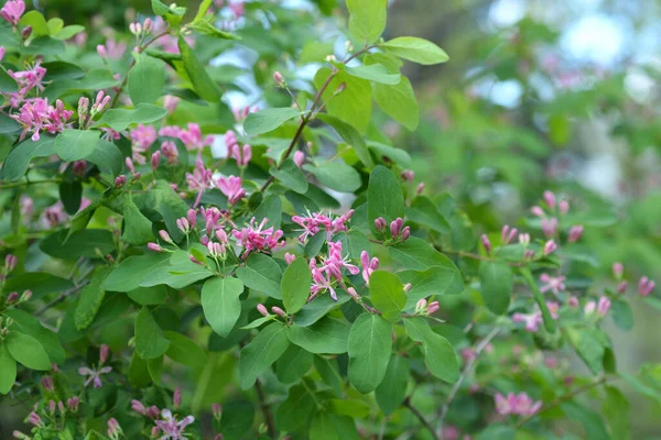 Madreselva Hoja Azul Nombre Latino Lonicera Korolkowii — Foto de Stock