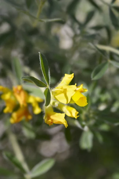 Avusturya Kümelenmiş Süpürge Sarı Çiçekler Latince Adı Cytisus Austriacus Chamaecytisus — Stok fotoğraf