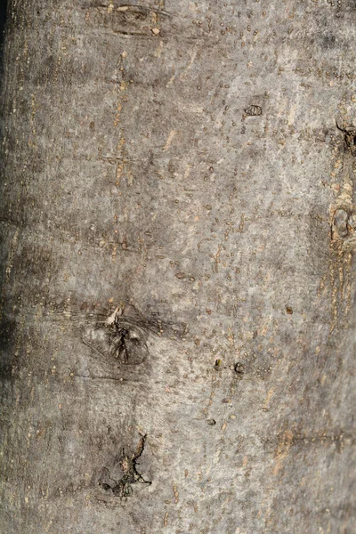 橄榄树皮的常见细节 拉丁文名称 欧罗巴 — 图库照片