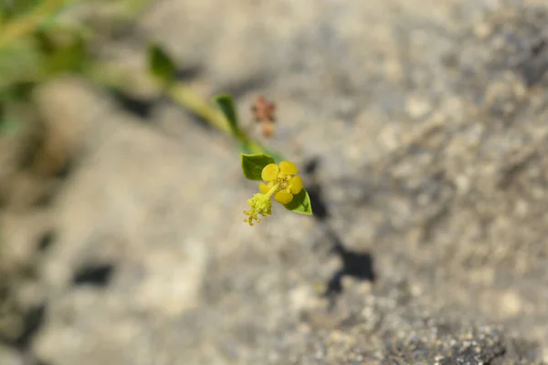 Kleine Wolfsmilchblüte Lateinischer Name Euphorbia Spinosa — Stockfoto
