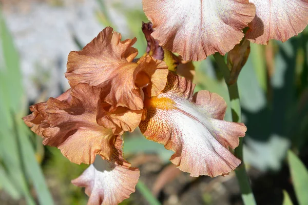 背の高いひげそりの虹彩野生の生姜の花 ラテン語名 アイリスBarata Elatior野生の生姜 ストックフォト