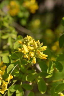 Dalmaçyalı laburum çiçekleri - Latince adı - Petteria ramentacea