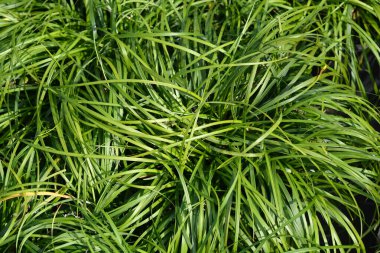 Büyük mavi zambak yaprakları - Latince adı - Liriope muscari