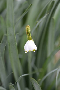 Bahar kar tanesi - Latince adı - Leucojum vernum