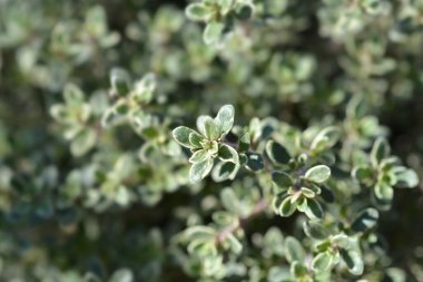 Gümüş Kraliçe Thyme - Latince adı - Thymus x citriodorus Gümüş Kraliçe