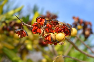 Sahte Portakal tohumları - Latince adı - Pittosporum tobira